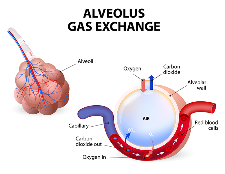 Cross-section of an alveolus showing oxygen and carbon dioxide exchange with a surrounding capillary